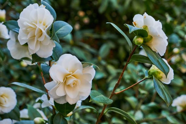 白色山茶花