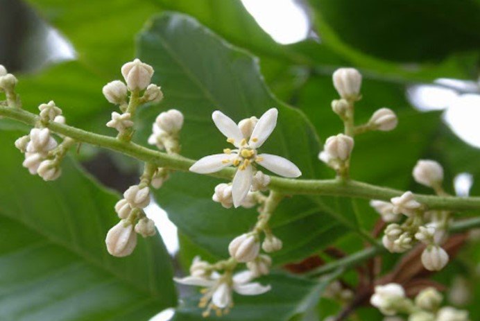 黃皮果開花